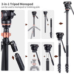 CAYER CF2451 Carbon Fiber Tripod with H6 Fluid Head - Stable Support, Reaching Heights of 77 Inches