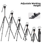 Cayer CF2451 Carbon Fiber Tripod with Fluid Head